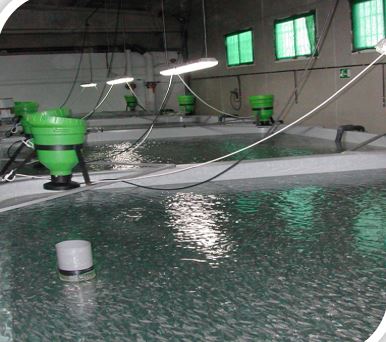 طرح تکثیر ماهی سی باس و سی بریم بندرلنگه