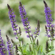 طرح توجیهی کشت گیاهان دارویی تبریز